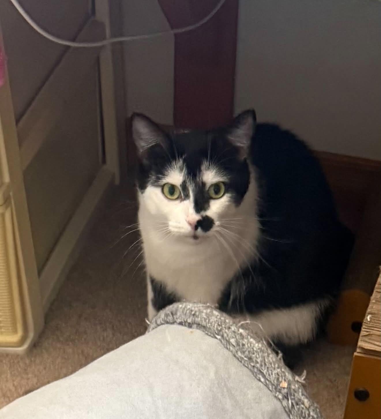 Enlarge Dean & Trystyn, a Adoptable Domestic Short Hair in Spencerville, ON image 6/6