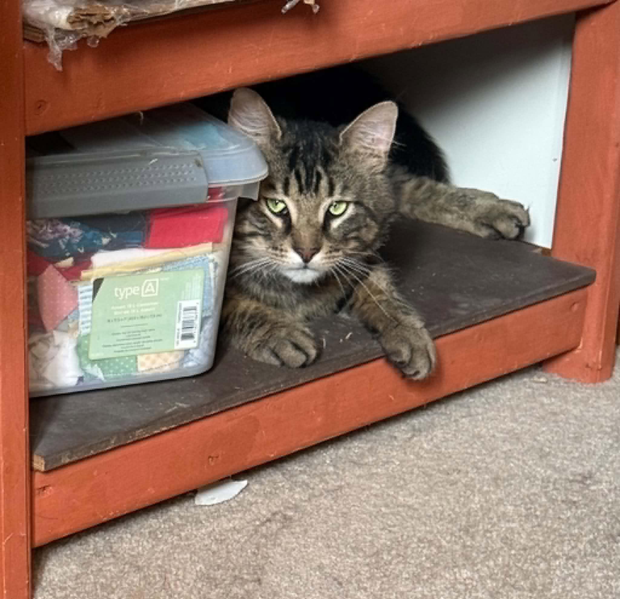 Enlarge Dean & Trystyn, a Adoptable Domestic Short Hair in Spencerville, ON image 3/6