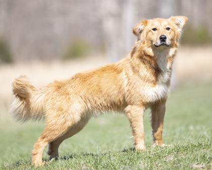 Wren, an adopted mixed breed in Bedford, IN image 2/3