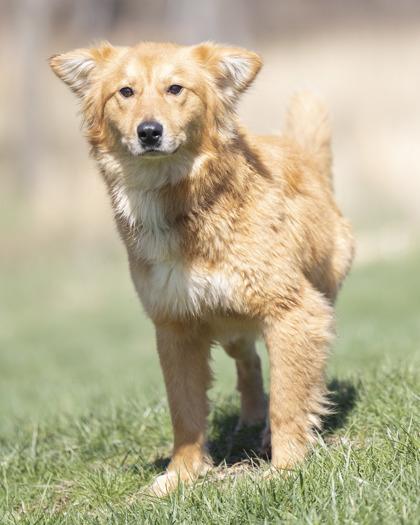 Wren, an adopted mixed breed in Bedford, IN image 1/3