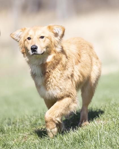 Wren, an adopted mixed breed in Bedford, IN image 3/3
