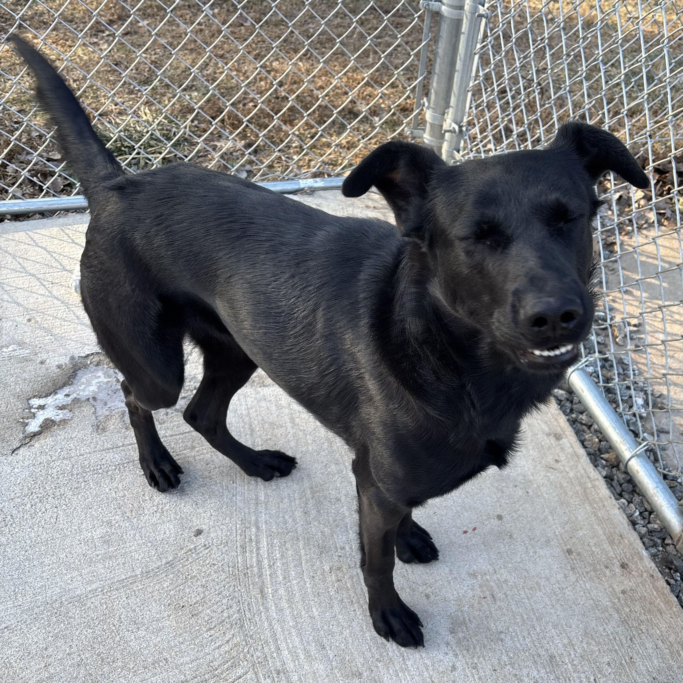 Enlarge Honey, an adopted mixed breed in Franklin, NC image 3/6