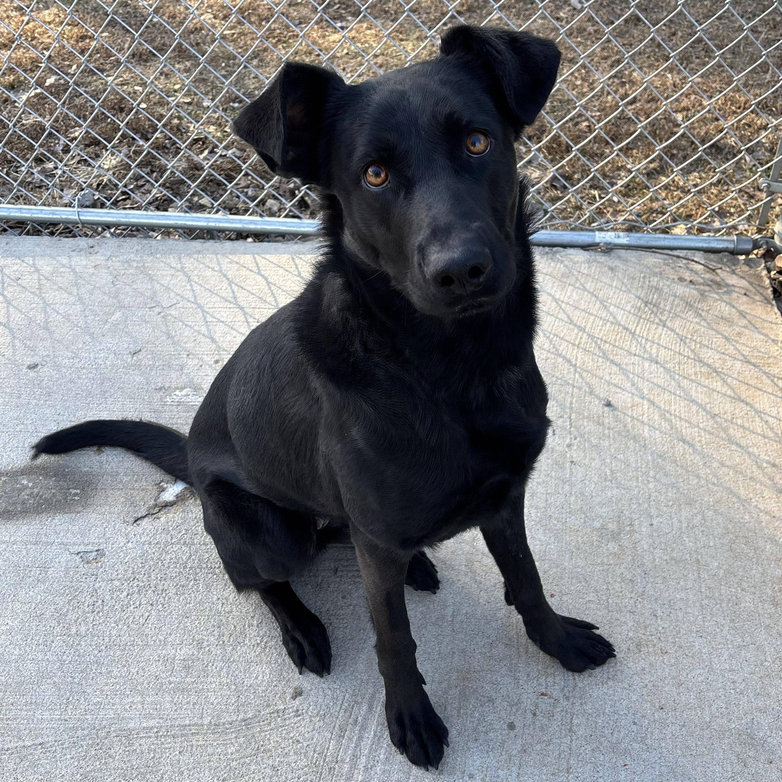 Enlarge Honey, an adopted mixed breed in Franklin, NC image 1/6