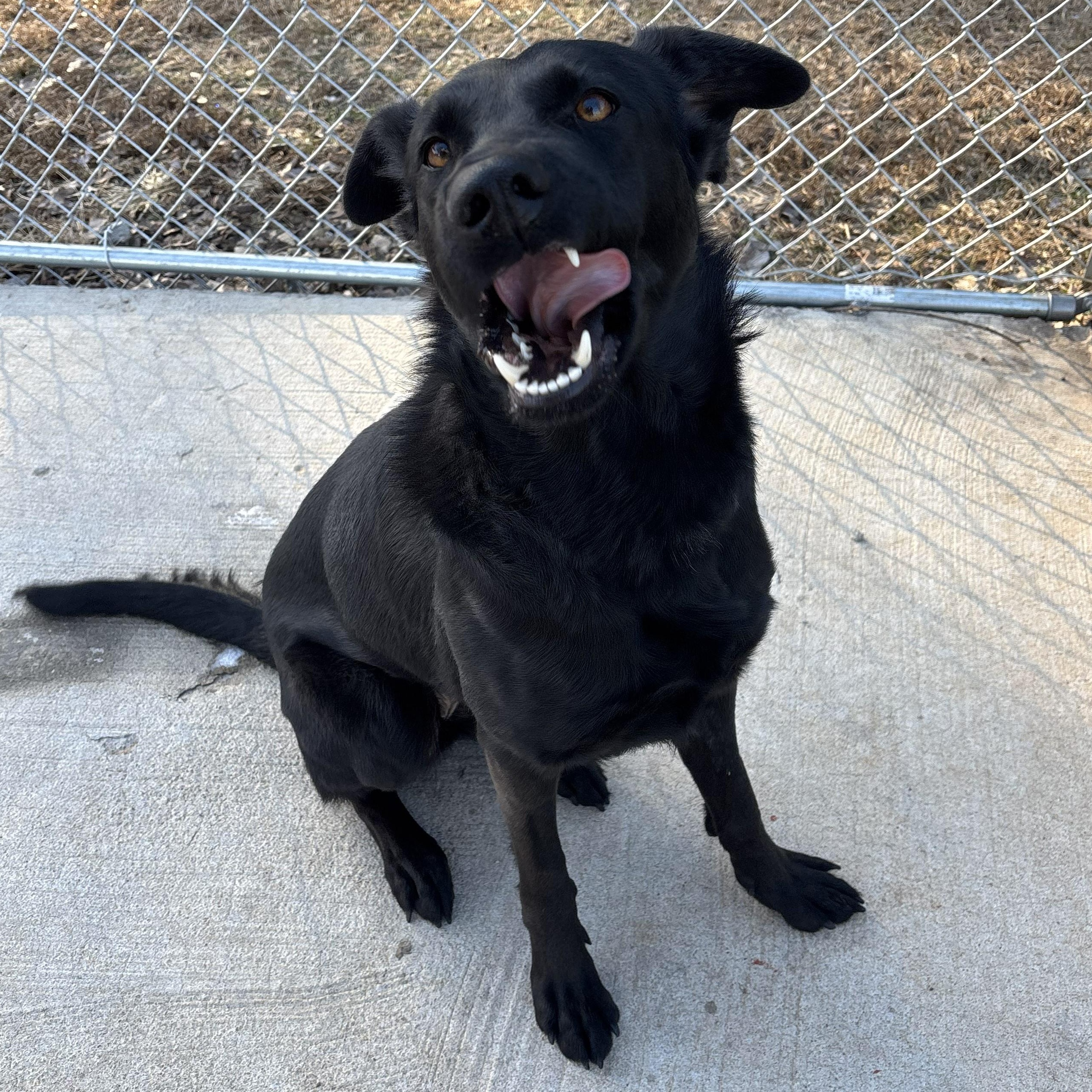 Enlarge Honey, an adopted mixed breed in Franklin, NC image 4/6