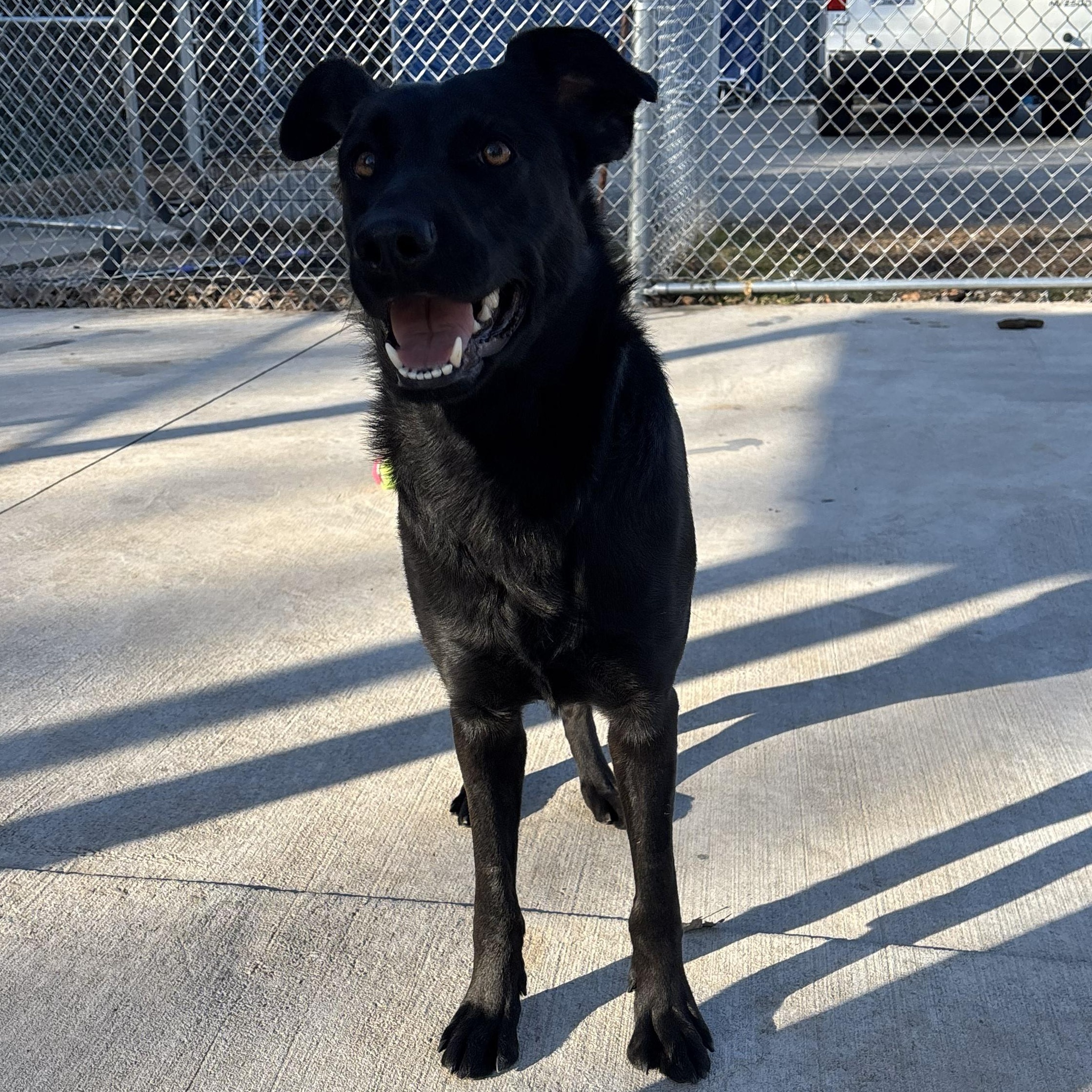 Enlarge Honey, an adopted mixed breed in Franklin, NC image 5/6