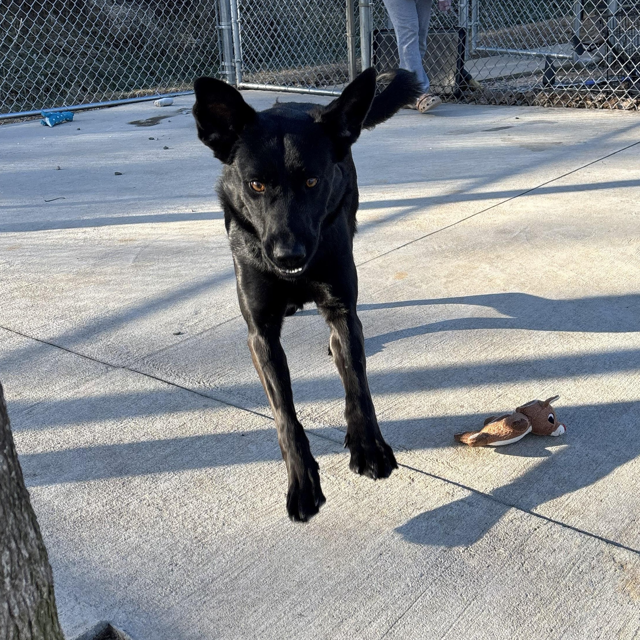 Enlarge Honey, an adopted mixed breed in Franklin, NC image 2/6