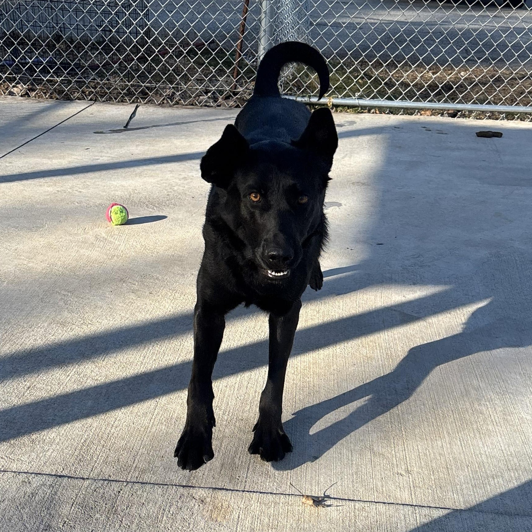 Enlarge Honey, an adopted mixed breed in Franklin, NC image 6/6