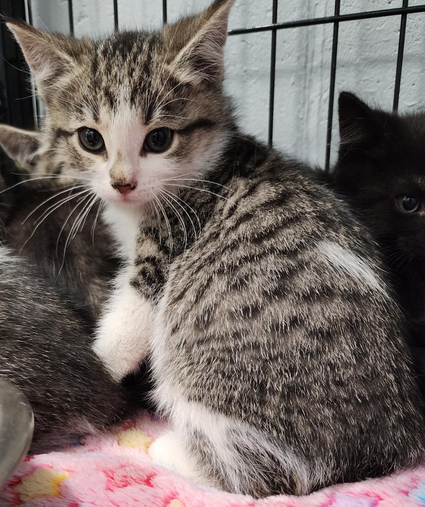 Imelda, Adoptable, Adult Female Domestic Short Hair.