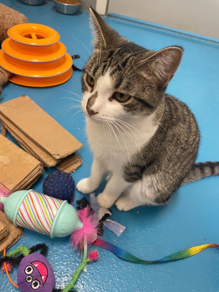 Enlarge Imelda, a Adoptable mixed breed in Muskegon, MI image 3/6