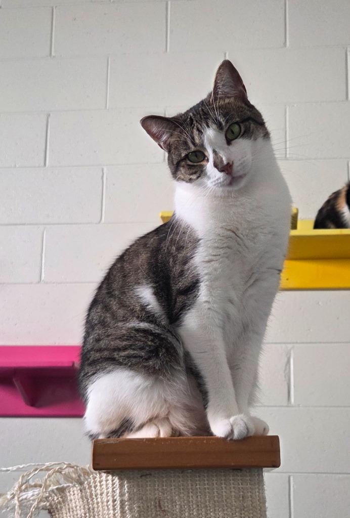 Imelda, Adoptable, Adult Female Domestic Short Hair.