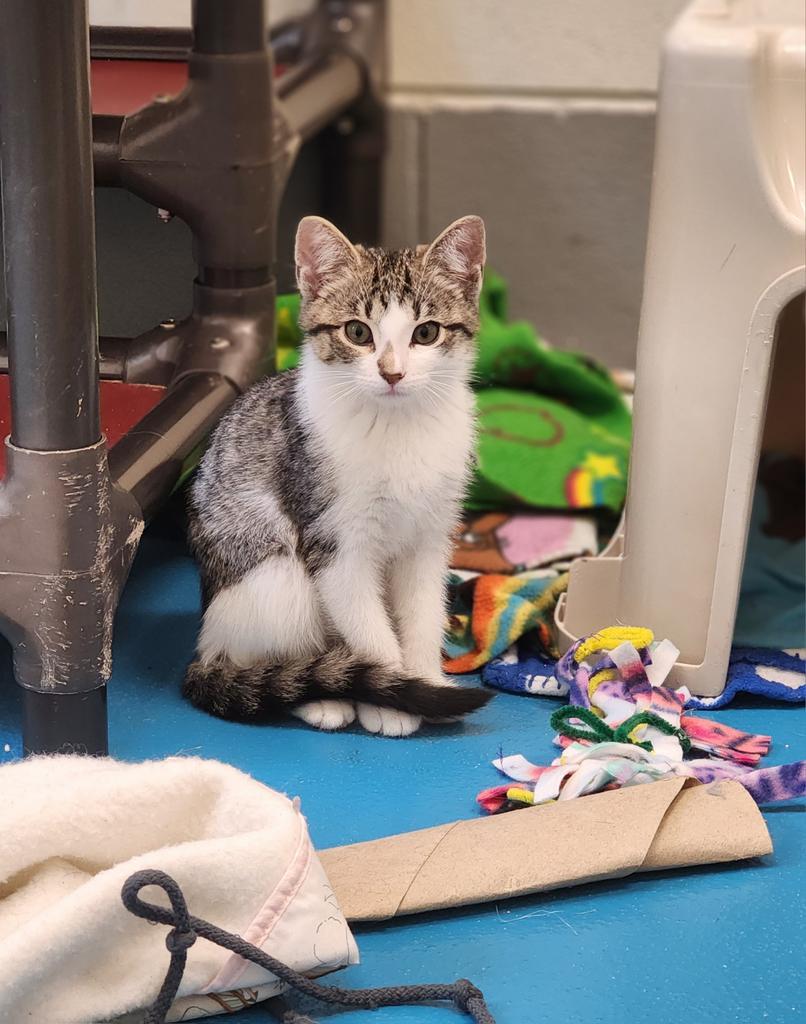 Enlarge Imelda, a Adoptable mixed breed in Muskegon, MI image 4/6