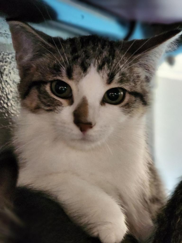 Enlarge Imelda, a Adoptable mixed breed in Muskegon, MI image 5/6