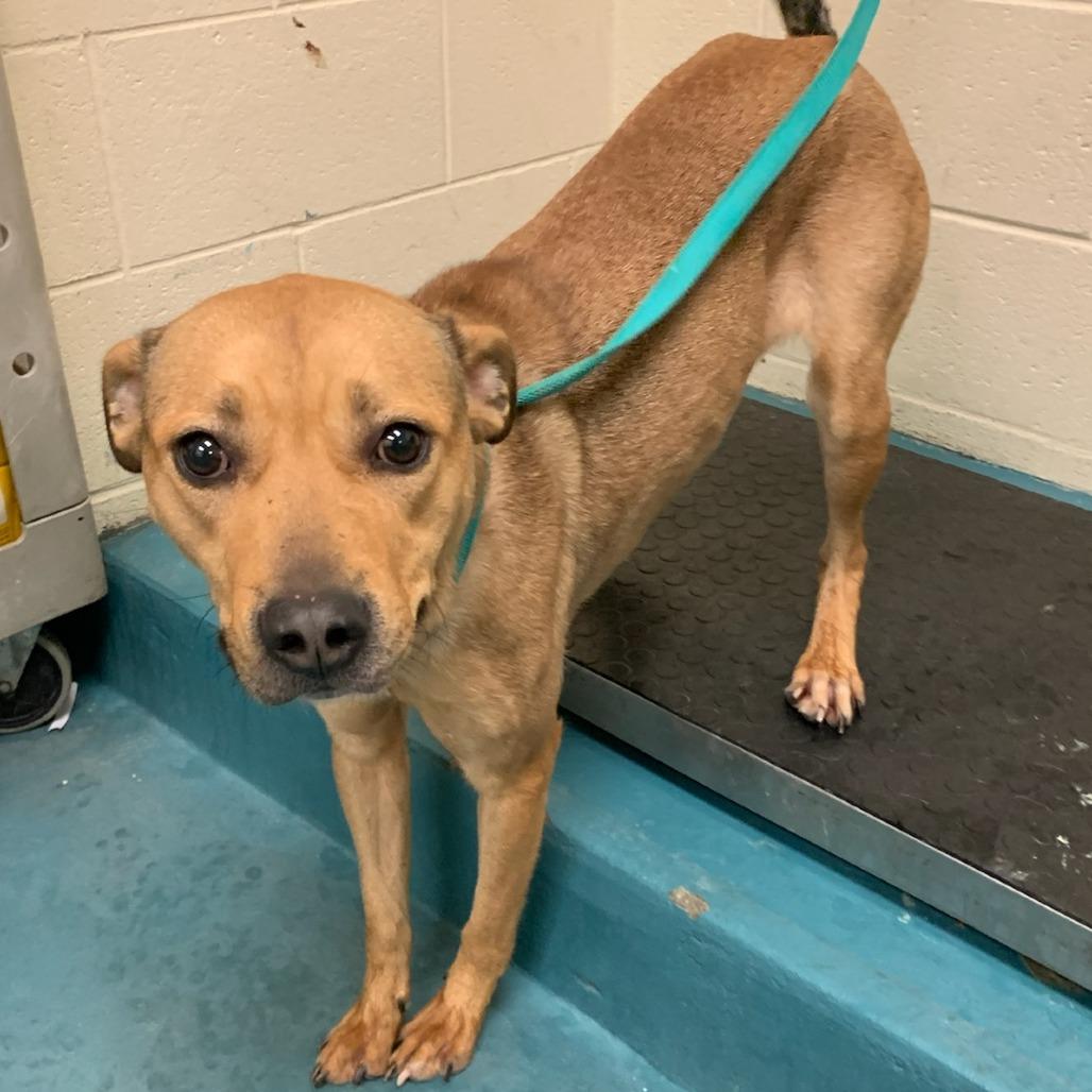 Princess, Adoptable, Adult Female Mixed Breed.