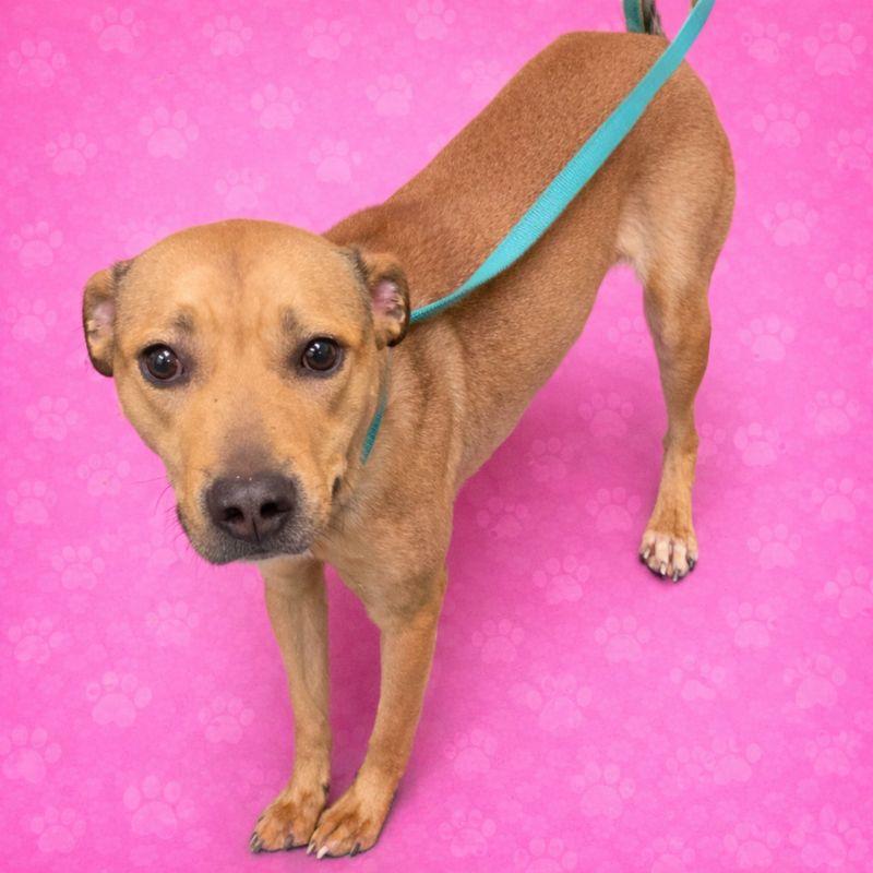 Enlarge Princess, a Adoptable Mixed Breed in Bartlett, TN image 2/4