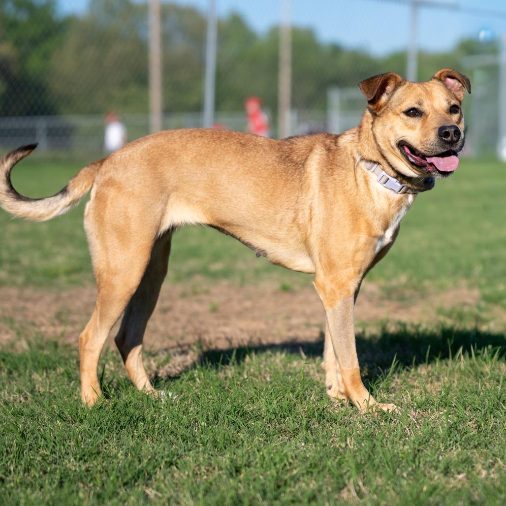Enlarge Princess, a Adoptable Mixed Breed in Bartlett, TN image 3/4