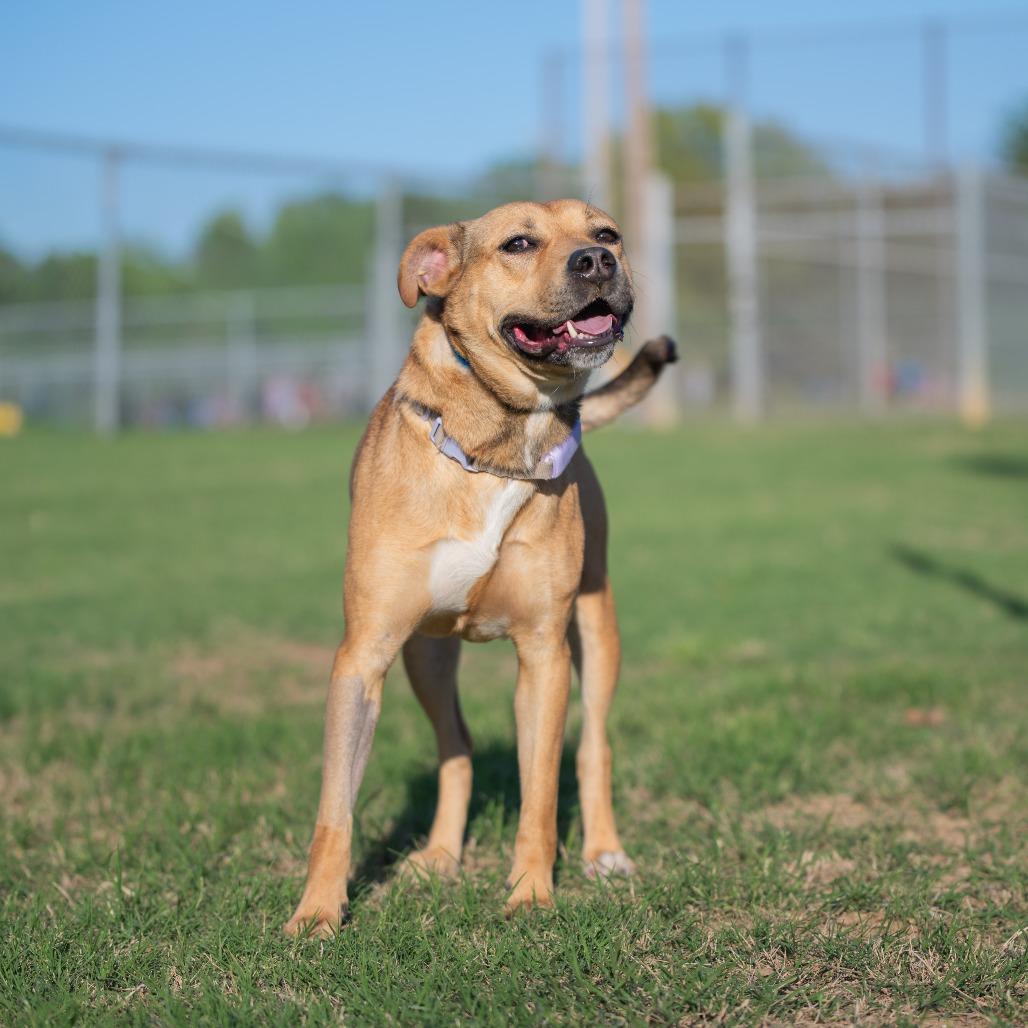 Enlarge Princess, a Adoptable Mixed Breed in Bartlett, TN image 4/4