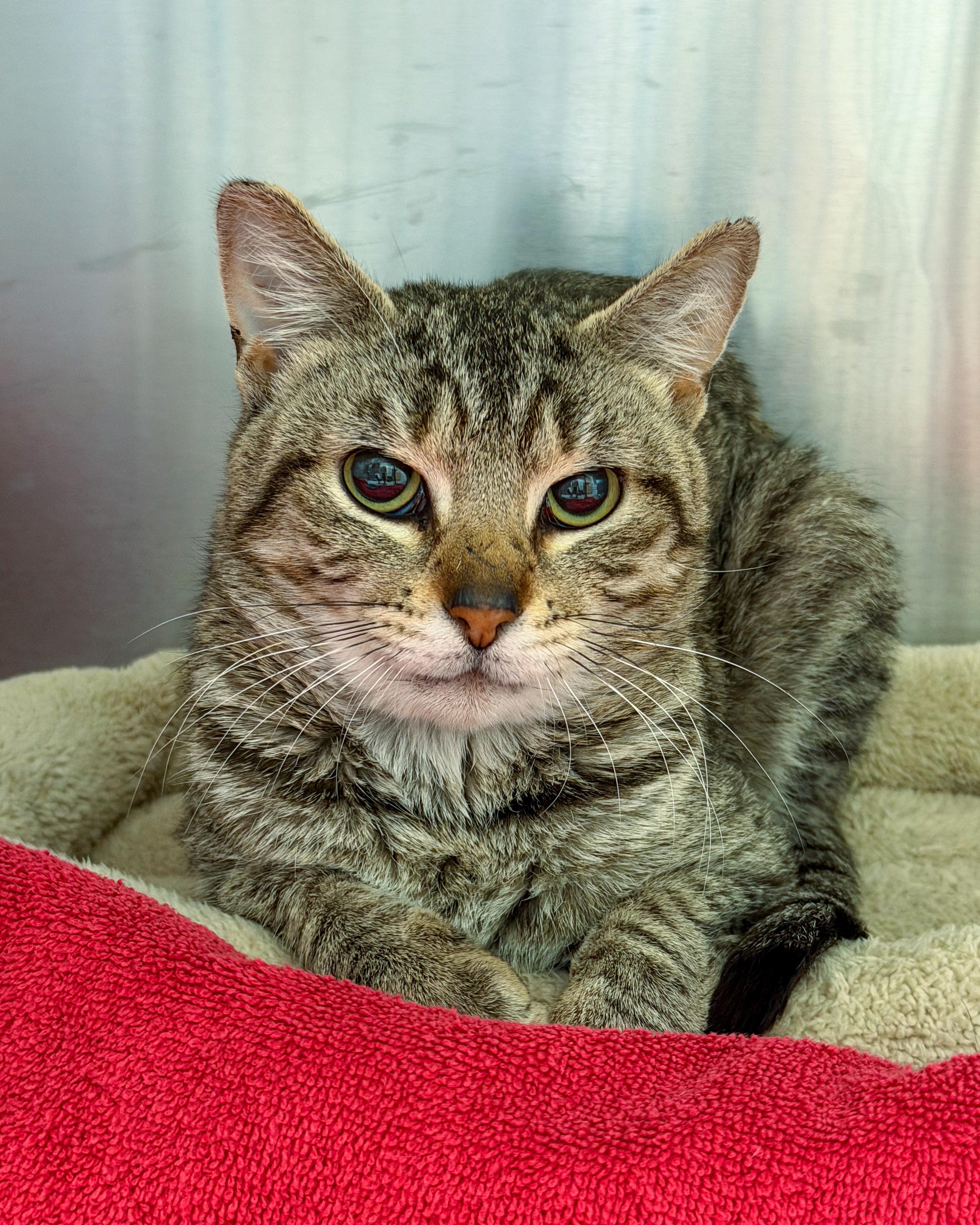 Enlarge Timothy, a Adoptable American Shorthair in Scituate, MA image 1/2