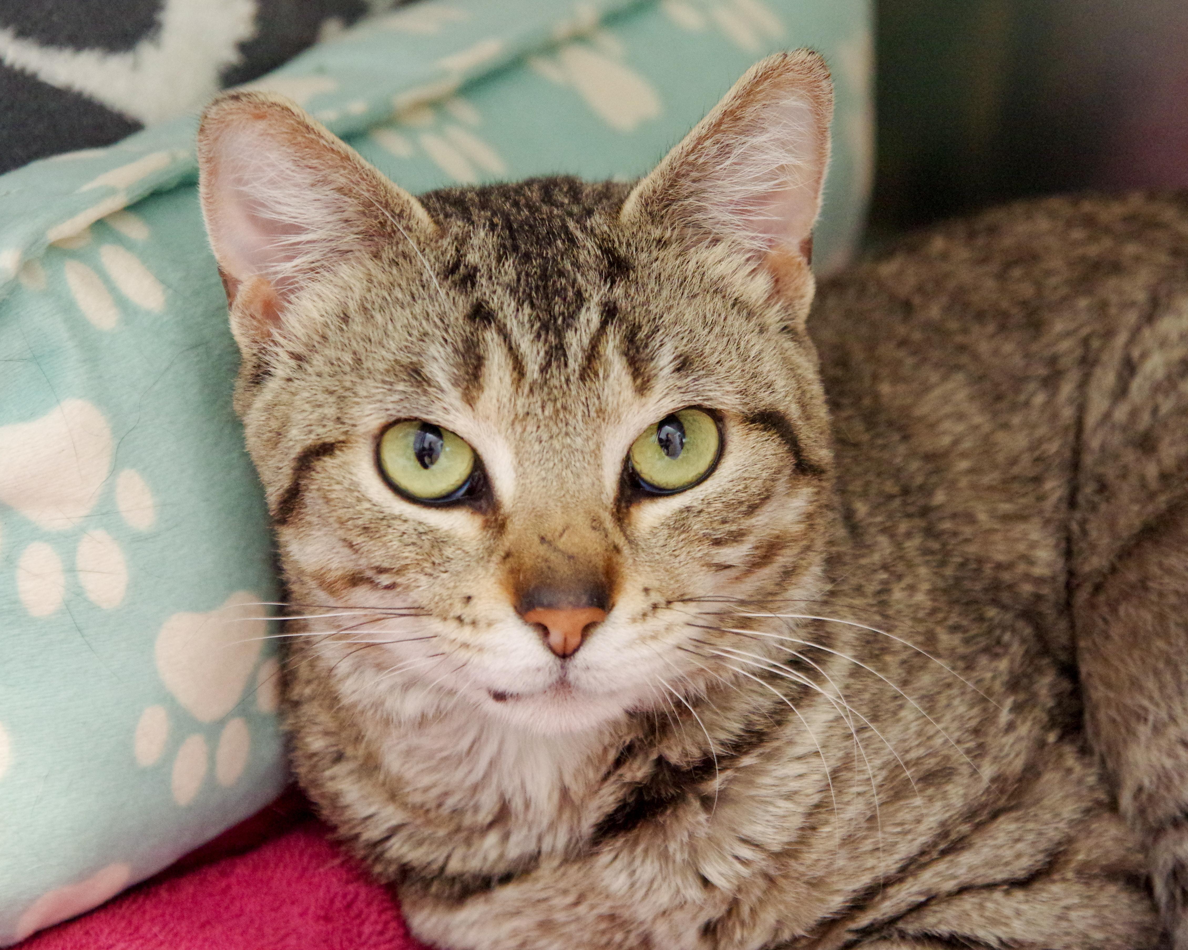 Timothy, Adoptable, Adult Male American Shorthair.