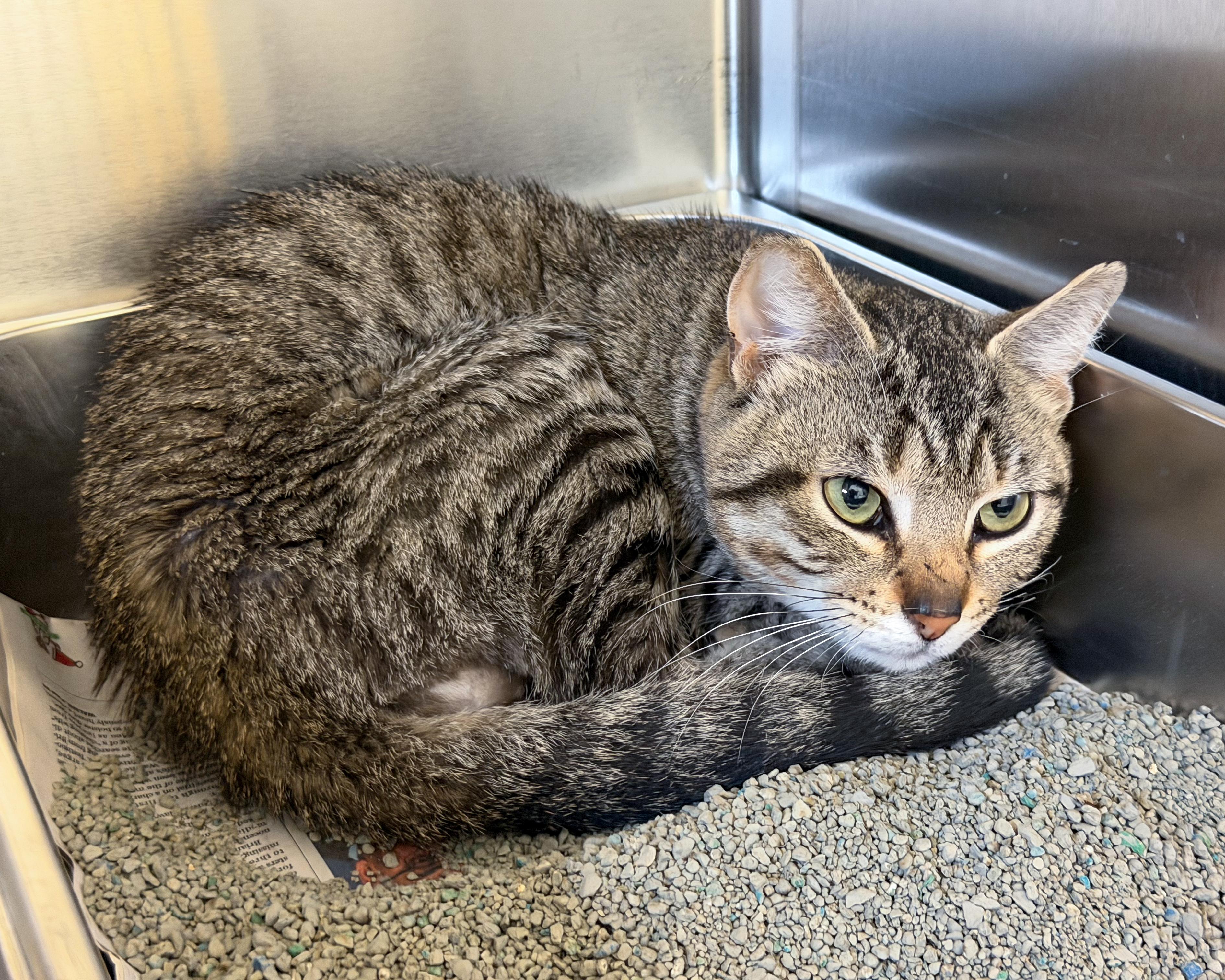 Timothy, a Adoptable American Shorthair in Scituate, MA image 5/6