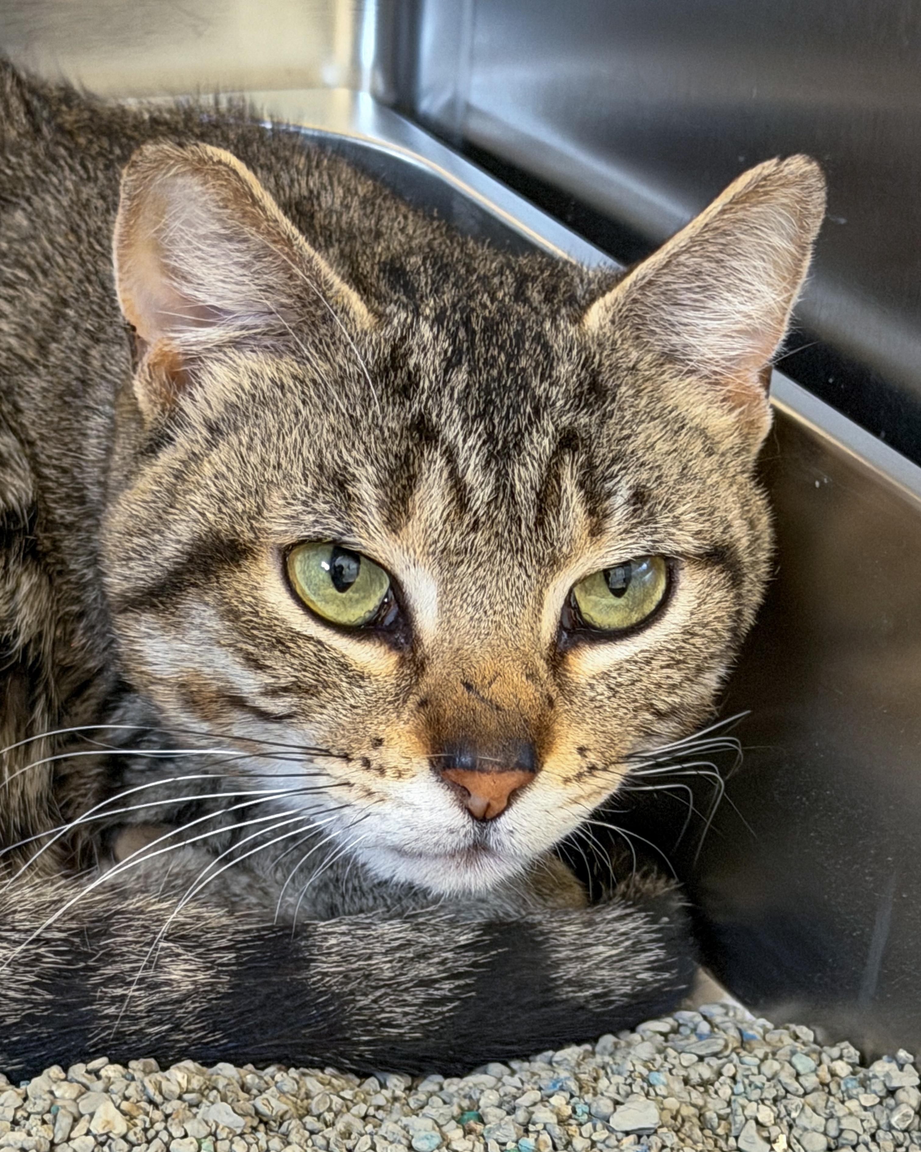 Timothy, a Adoptable American Shorthair in Scituate, MA image 4/6