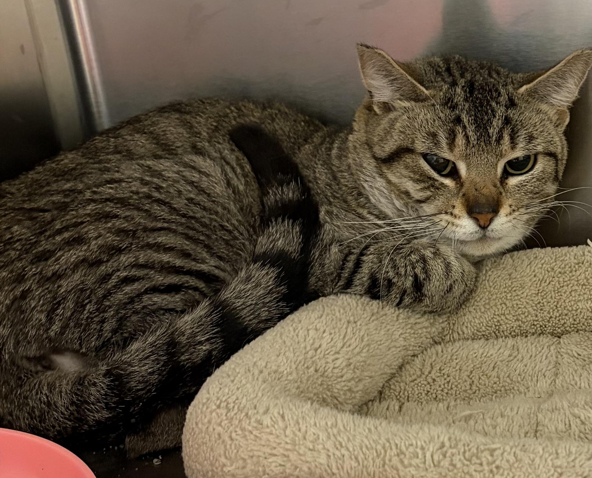 Enlarge Timothy, a Adoptable American Shorthair in Scituate, MA image 2/2