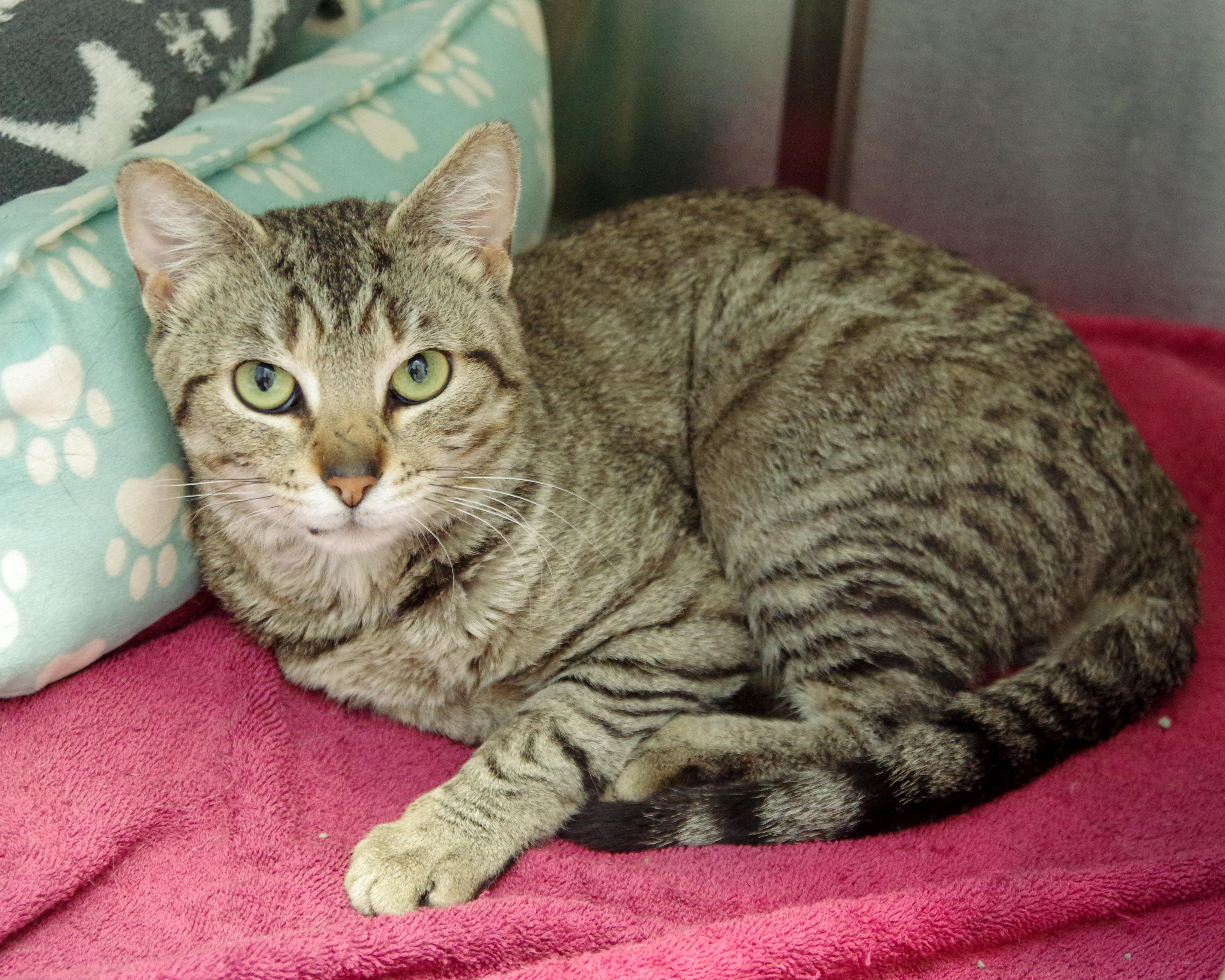 Timothy, a Adoptable American Shorthair in Scituate, MA image 2/6