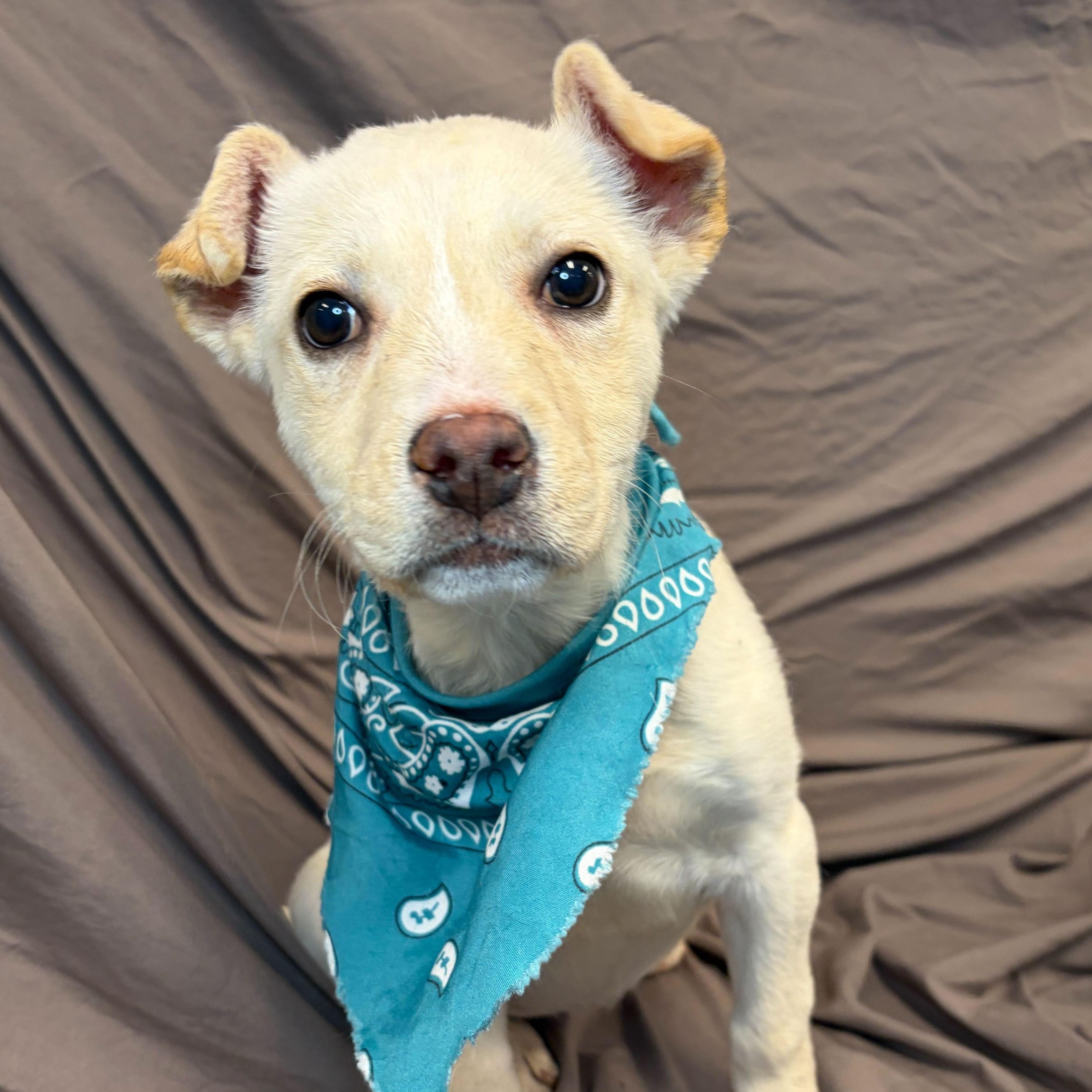 Eleven, adoptable, Puppy Female Mixed Breed.