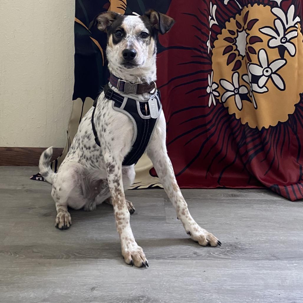 Enlarge Monkey, a Adoptable mixed breed in Bismarck, ND image 1/6