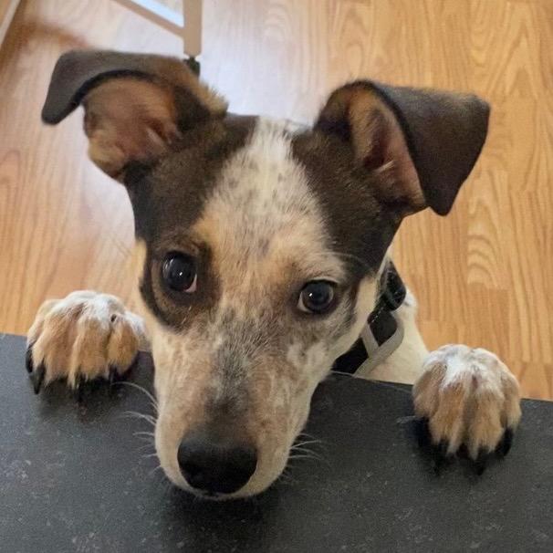 Enlarge Monkey, a Adoptable mixed breed in Bismarck, ND image 2/6