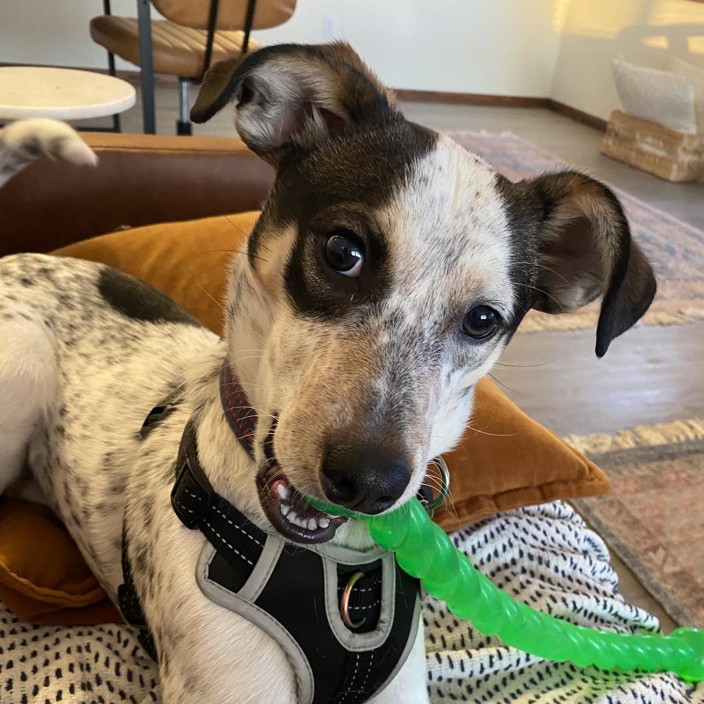 Enlarge Monkey, a Adoptable mixed breed in Bismarck, ND image 3/6