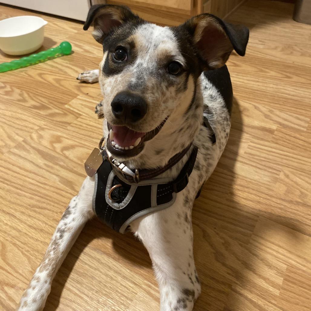 Enlarge Monkey, a Adoptable mixed breed in Bismarck, ND image 4/6