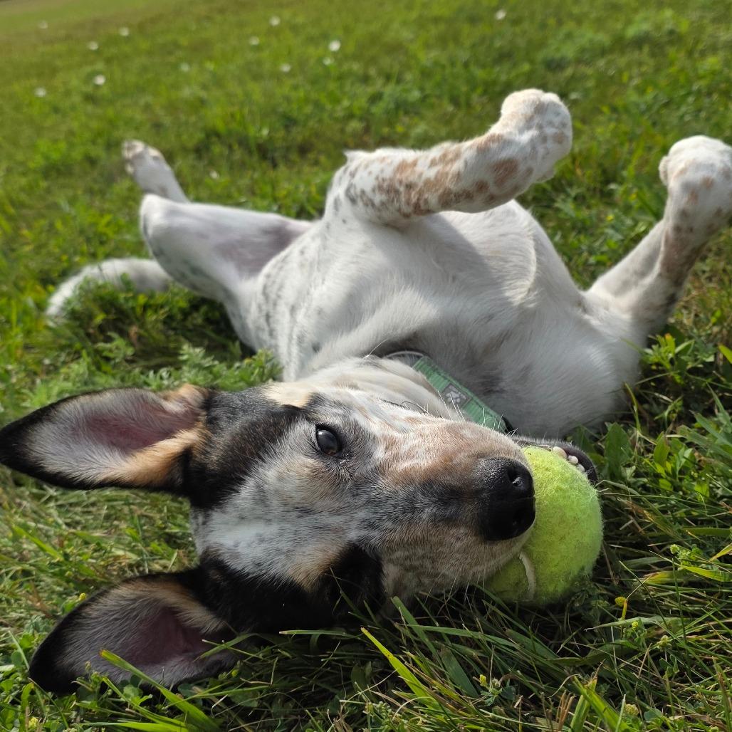 Enlarge Monkey, a Adoptable mixed breed in Bismarck, ND image 5/6