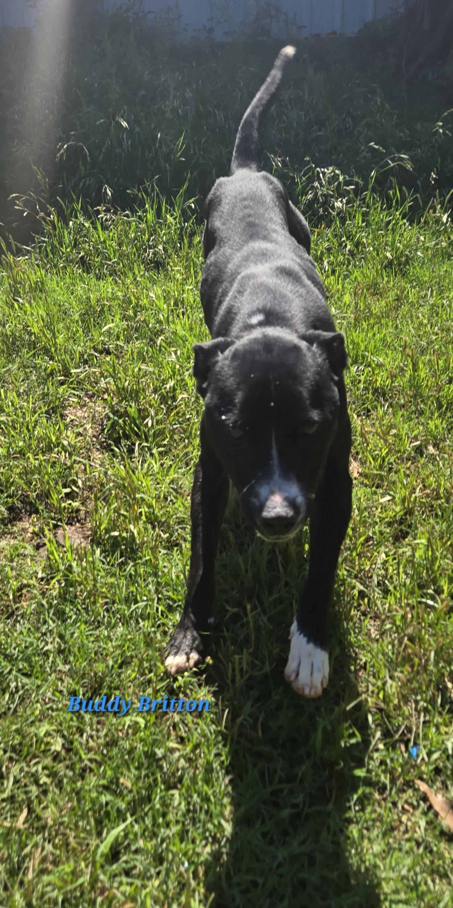 Buddy (Britton), Adoptable, Young Male Mountain Cur.