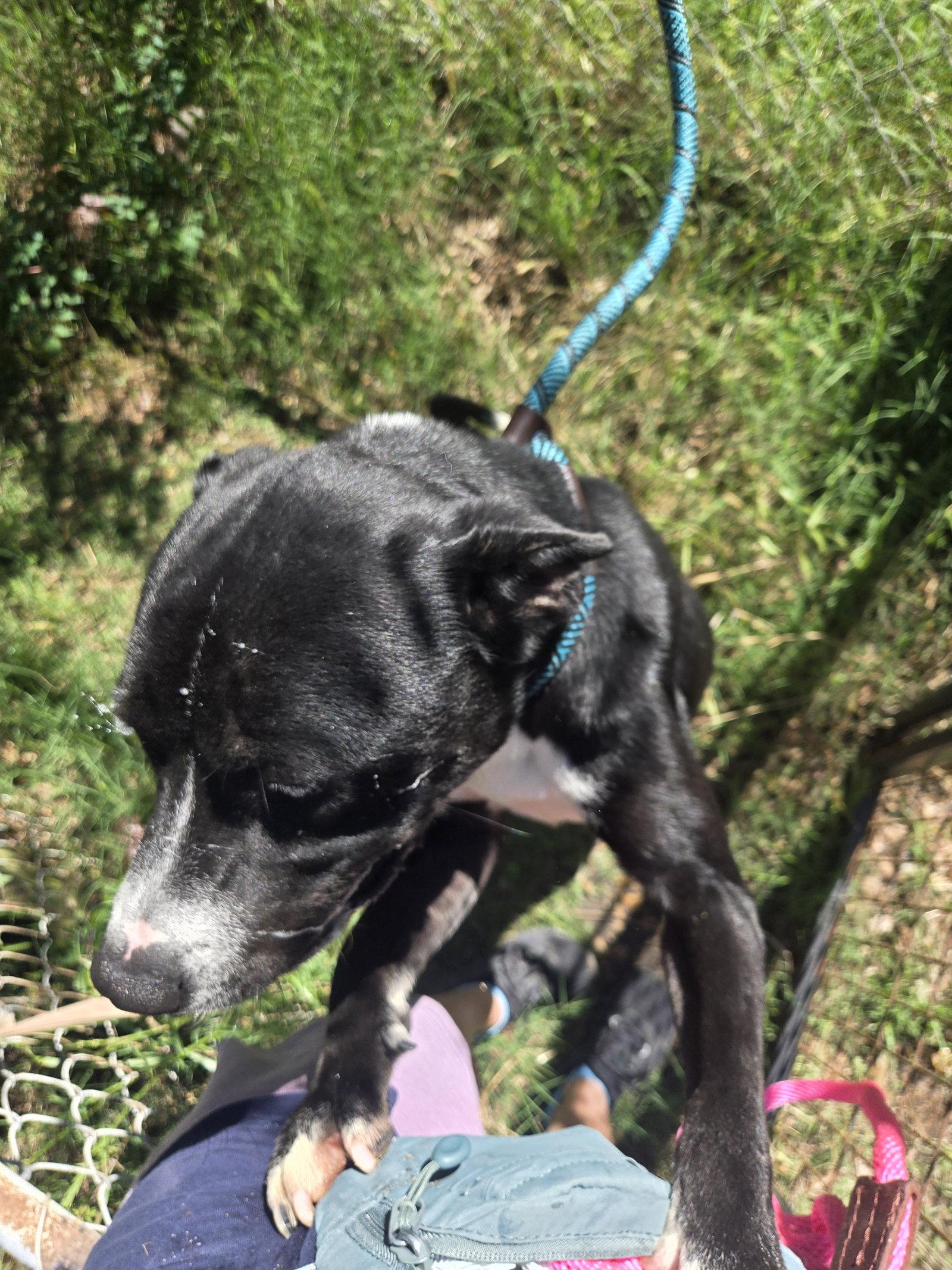 Enlarge Buddy (Britton), a Adoptable Mountain Cur in Jackson, MS image 2/3