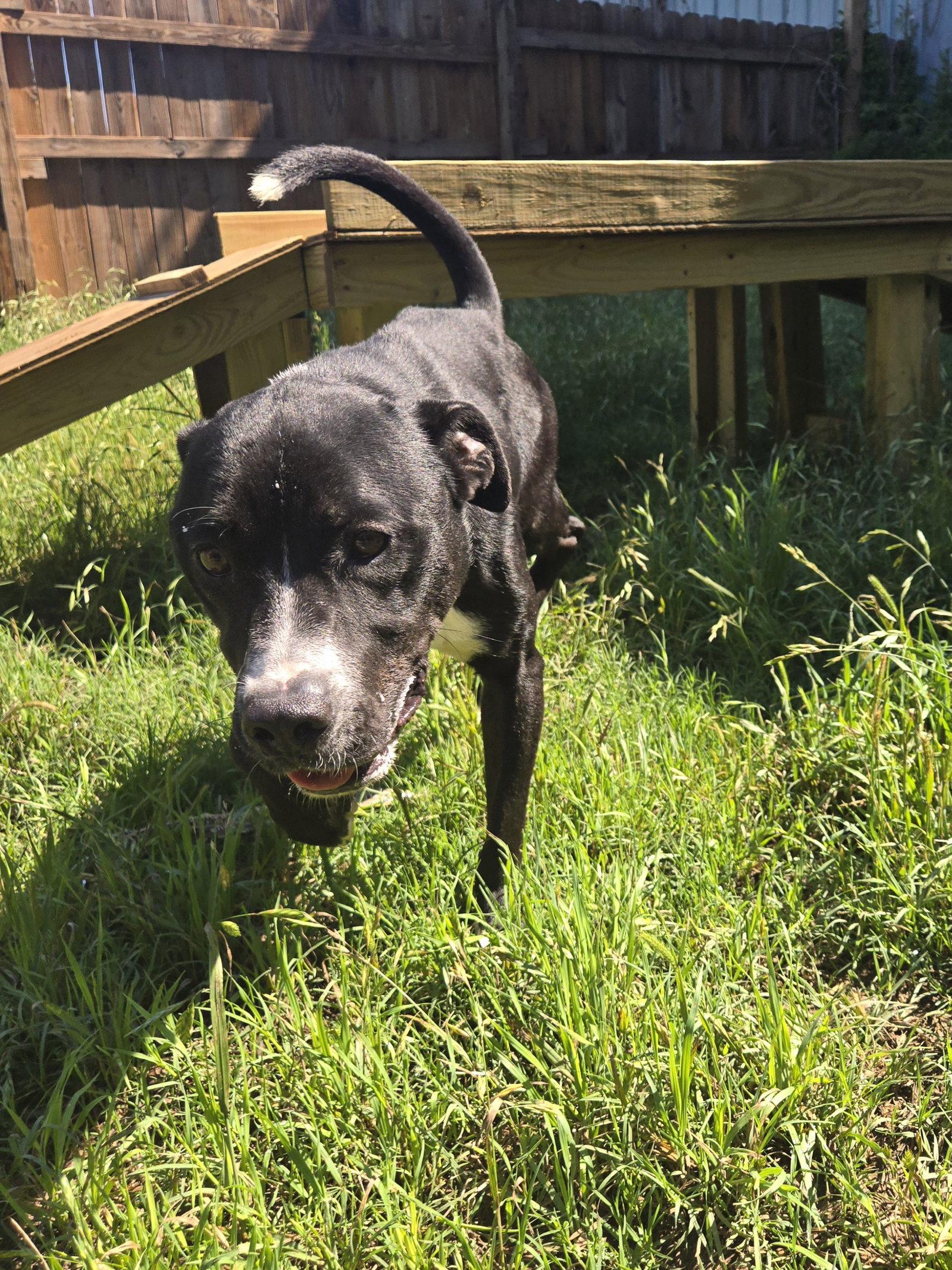 Enlarge Buddy (Britton), a Adoptable Mountain Cur in Jackson, MS image 3/3