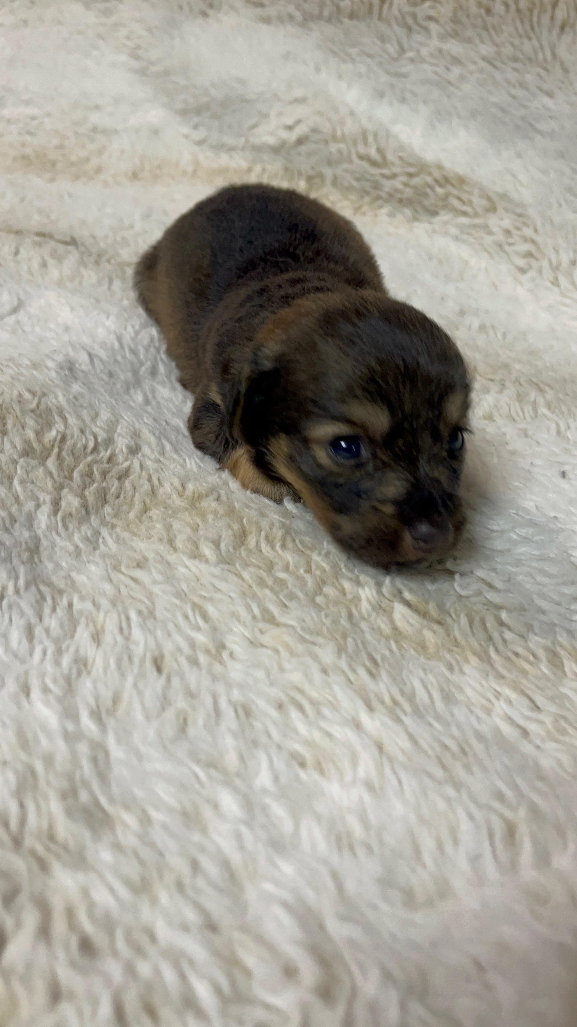 Enlarge Snickers , an adopted Dachshund in Murrieta, CA image 1/1