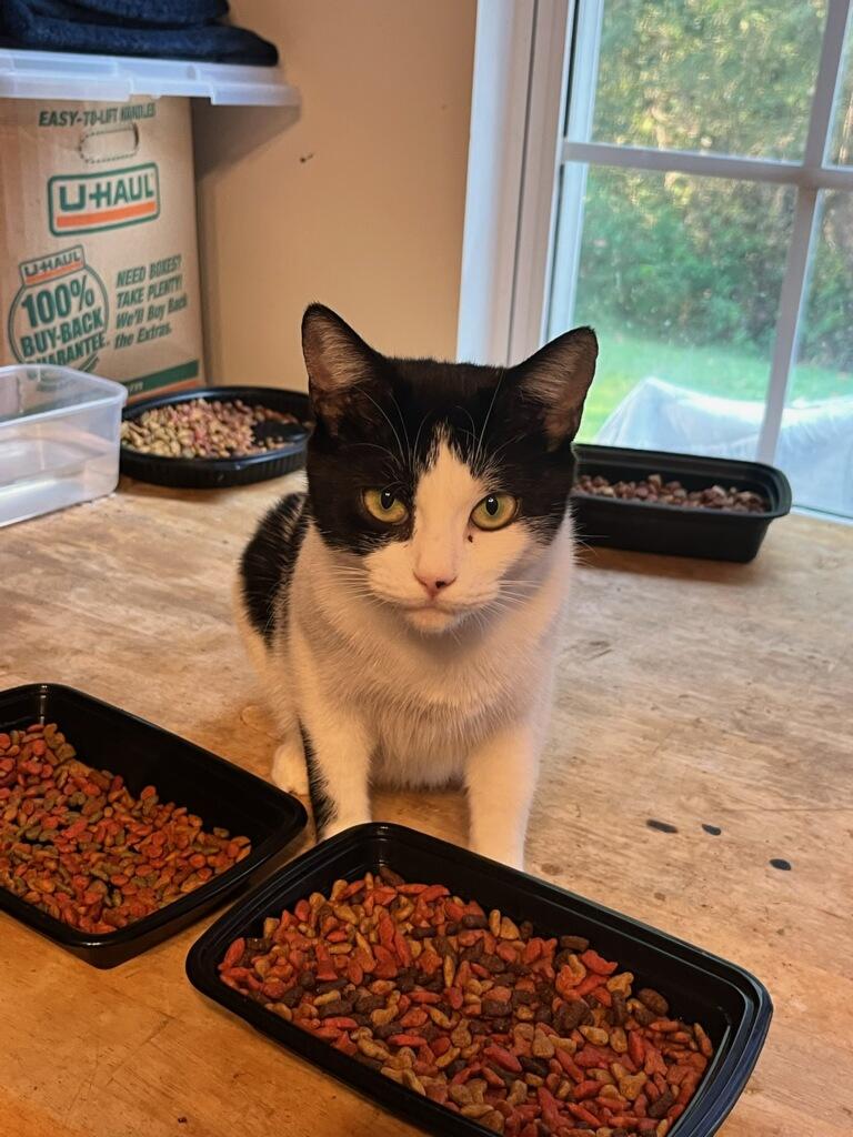 Mira, Adoptable, Adult Female Domestic Short Hair.