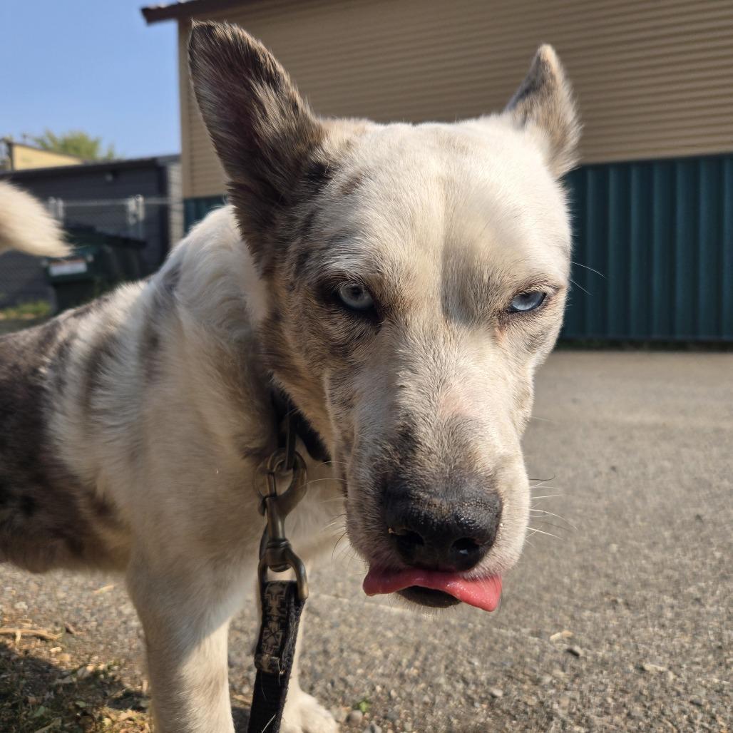 Jelly Bean, Adoptable, Young Male Australian Shepherd & Mixed Breed.