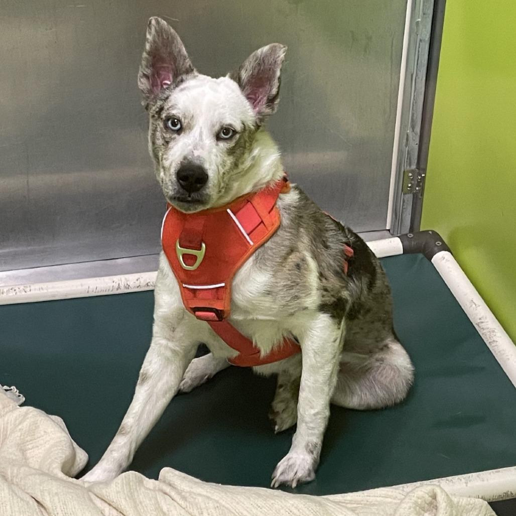 Enlarge Jelly Bean, a Adoptable mixed breed in Spokane, WA image 3/4