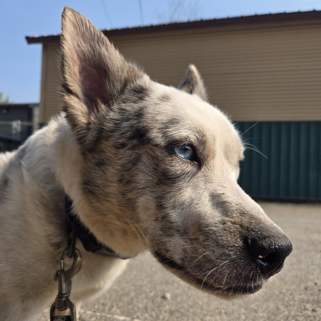 Enlarge Jelly Bean, a Adoptable mixed breed in Spokane, WA image 4/4