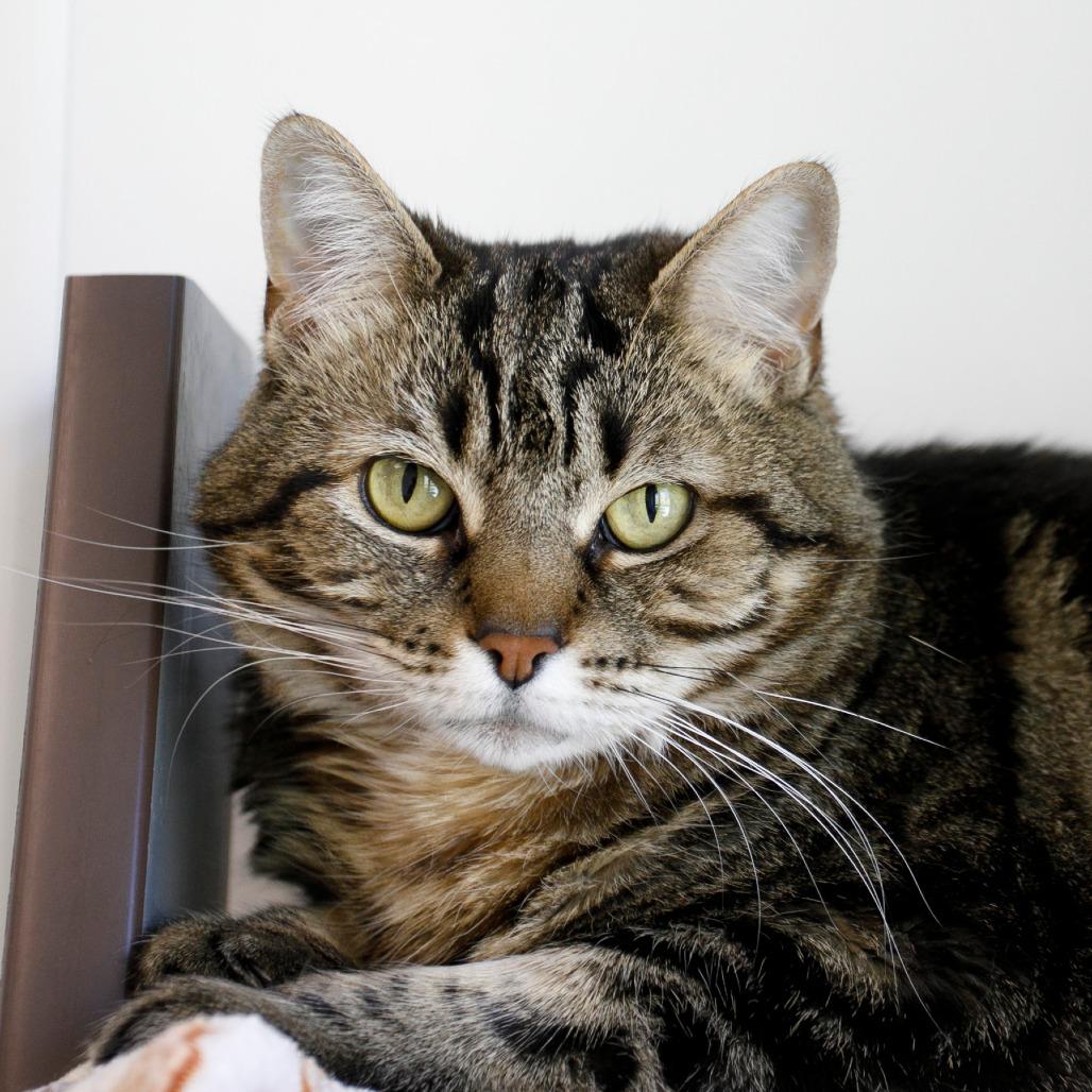 Blanche, Adoptable, Senior Female Domestic Short Hair.
