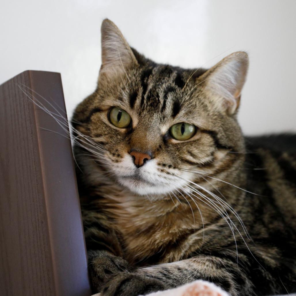 Enlarge Blanche, a Adoptable Domestic Short Hair in West Palm Beach, FL image 2/6
