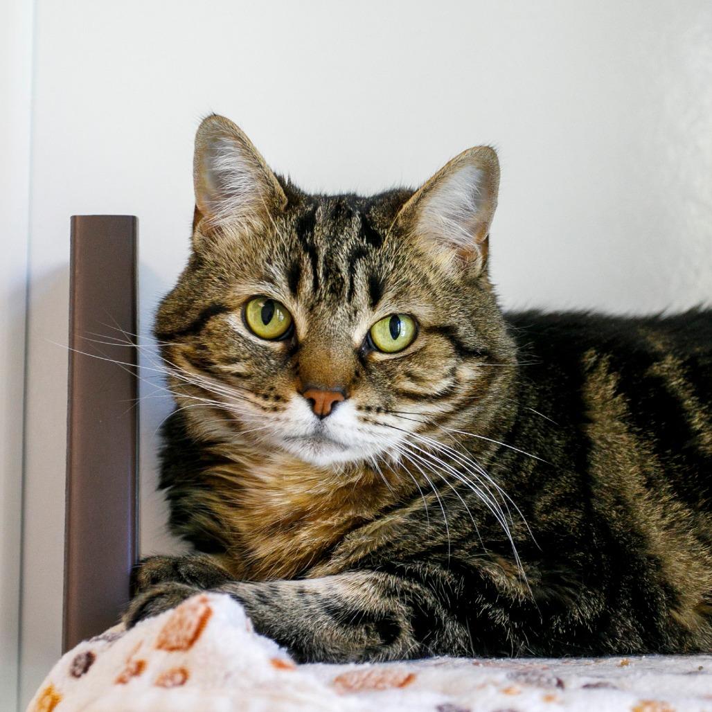 Enlarge Blanche, a Adoptable Domestic Short Hair in West Palm Beach, FL image 3/6