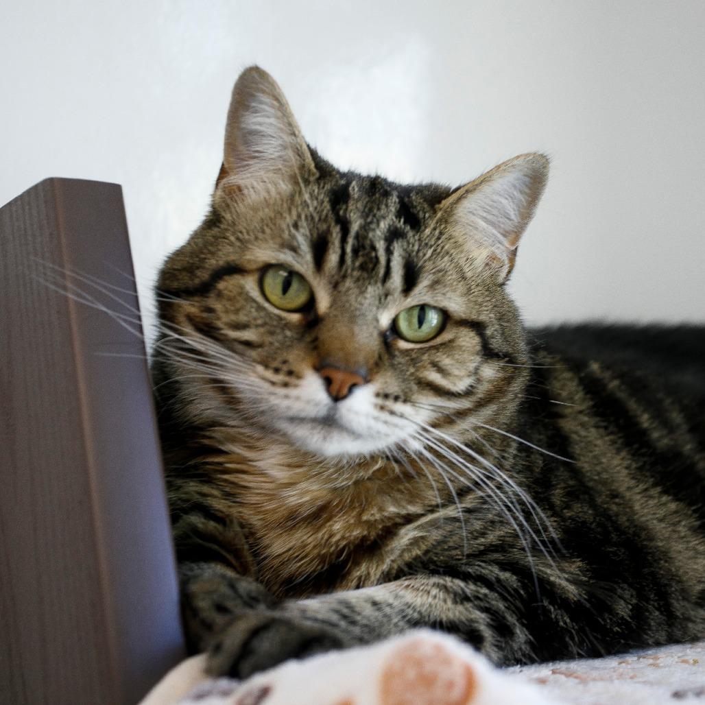 Enlarge Blanche, a Adoptable Domestic Short Hair in West Palm Beach, FL image 4/6