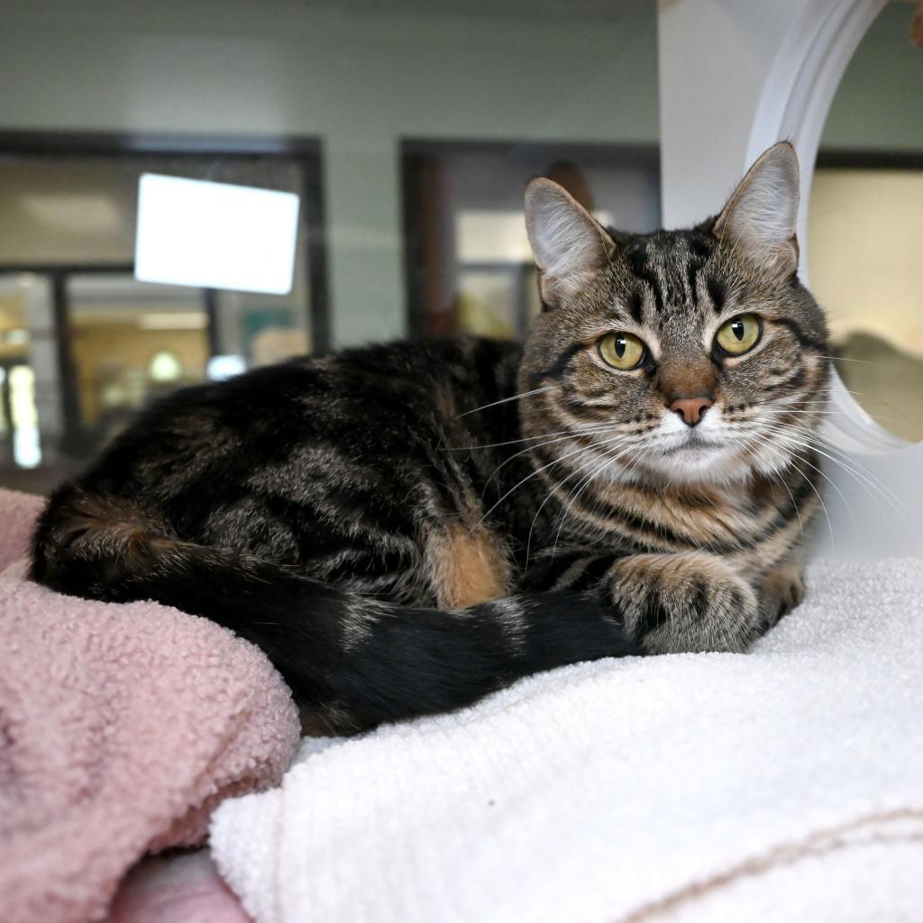 Enlarge Blanche, a Adoptable Domestic Short Hair in West Palm Beach, FL image 5/6