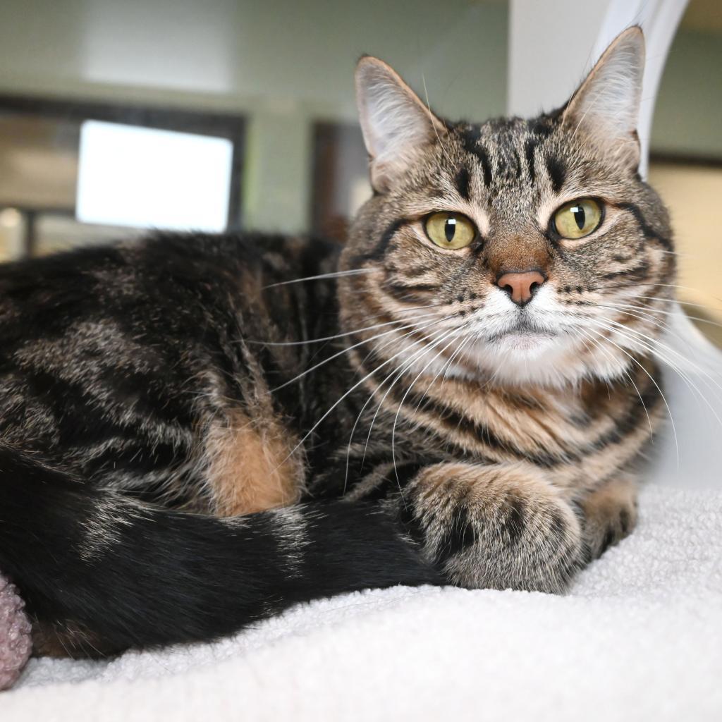 Enlarge Blanche, a Adoptable Domestic Short Hair in West Palm Beach, FL image 6/6