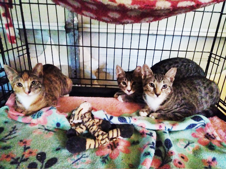 Enlarge KITTENS KITTENS KITTENS!, a Adoptable Domestic Short Hair in Orangevale, CA image 2/5