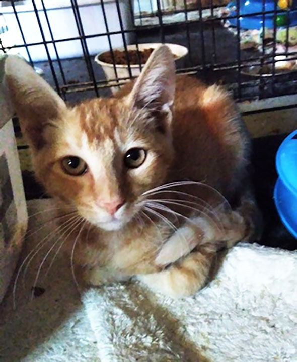 Enlarge KITTENS KITTENS KITTENS!, a Adoptable Domestic Short Hair in Orangevale, CA image 4/5