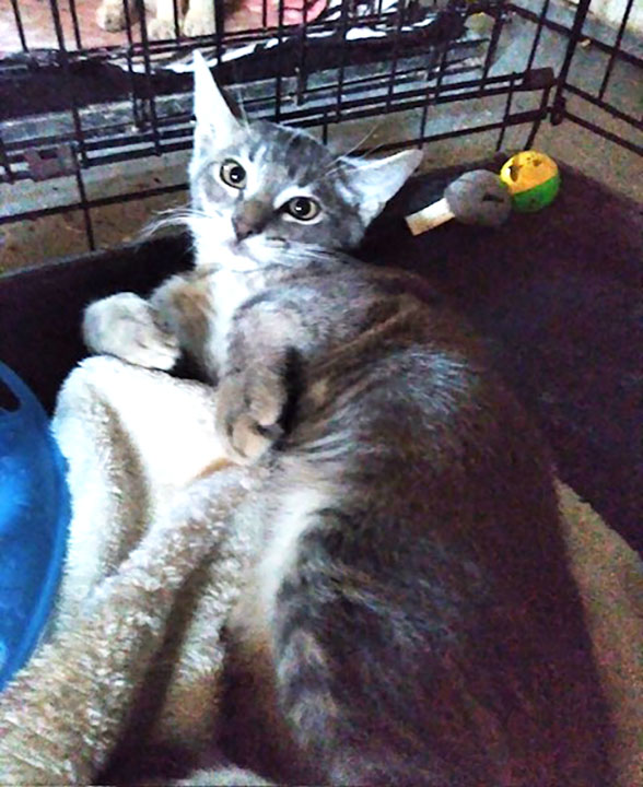 Enlarge KITTENS KITTENS KITTENS!, a Adoptable Domestic Short Hair in Orangevale, CA image 1/5