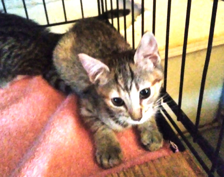 Enlarge KITTENS KITTENS KITTENS!, a Adoptable Domestic Short Hair in Orangevale, CA image 5/5